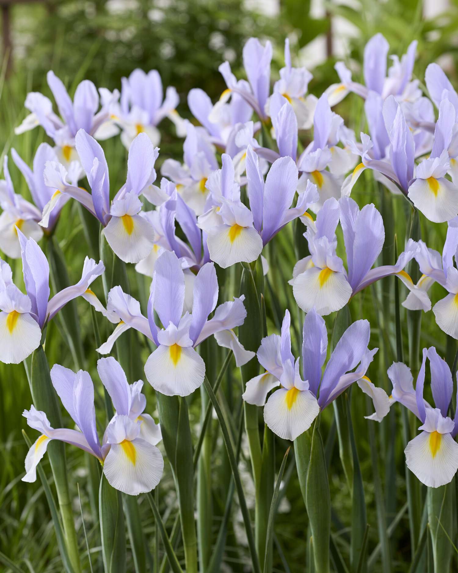 Iris (Schwertlilie) Hollandica 'Silver Sky' - Iris